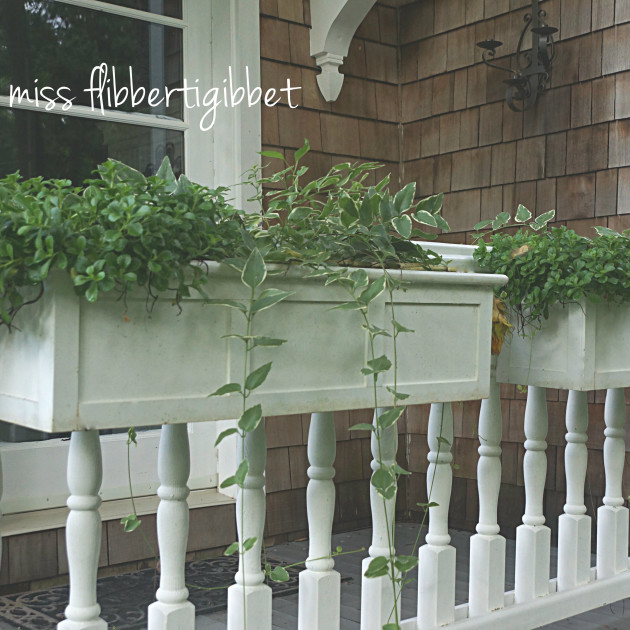 green windowbox 1