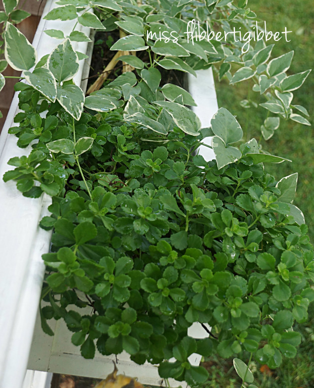green windowbox 2