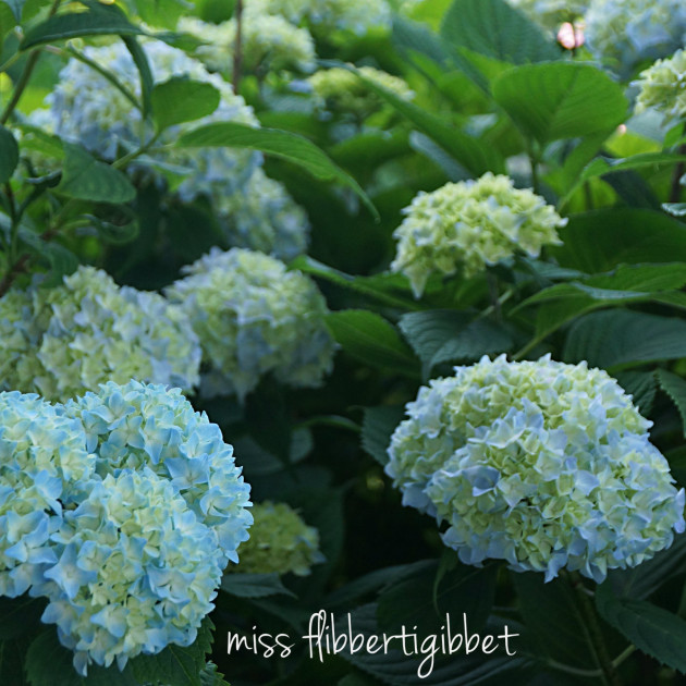 hydrangea for HT