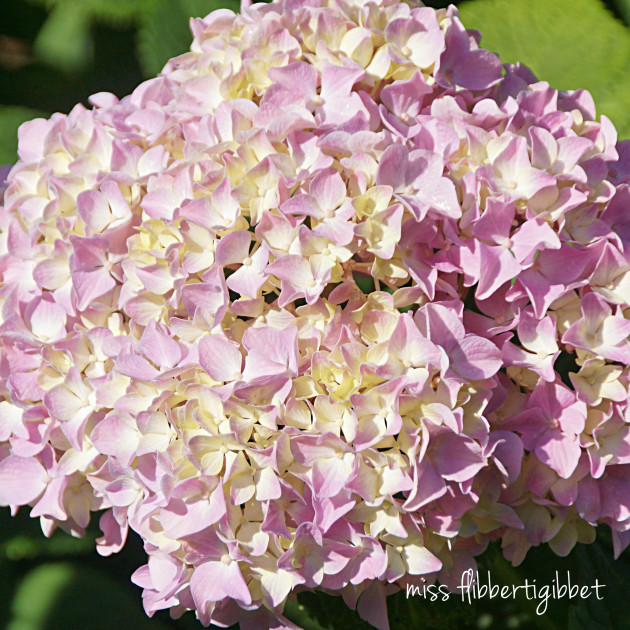 hydrangea for HT 8