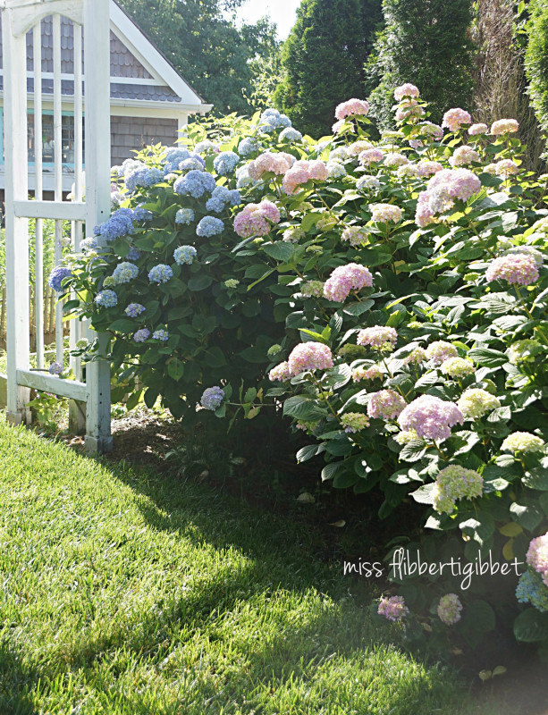 hydrangeas 2