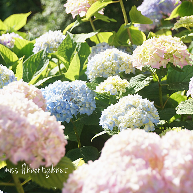 hydrangeas for HT 3