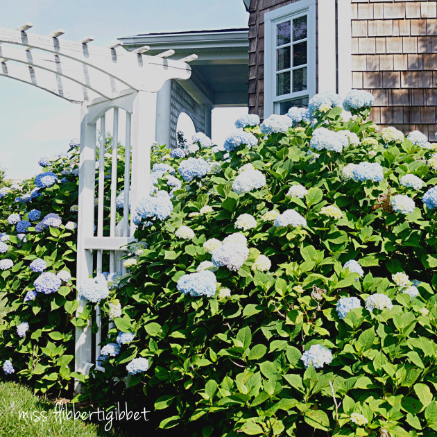 hydrangeas for HT 4