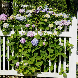 Hydrangea Love