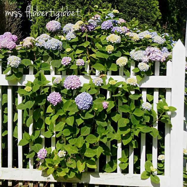 hydrangeas for HT 5