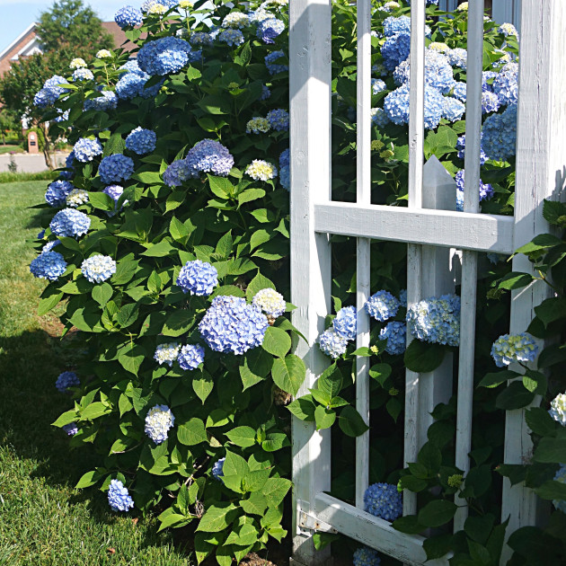 hydrangeas for HT 6