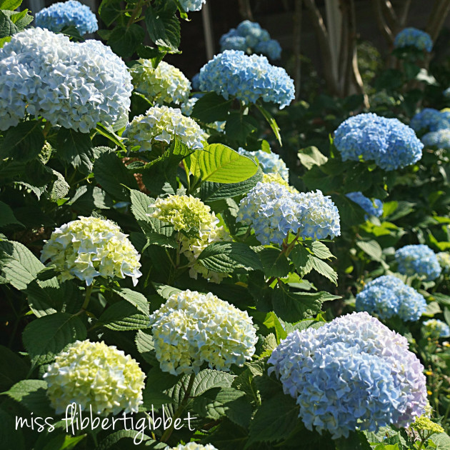 hydrangeas for HT 7