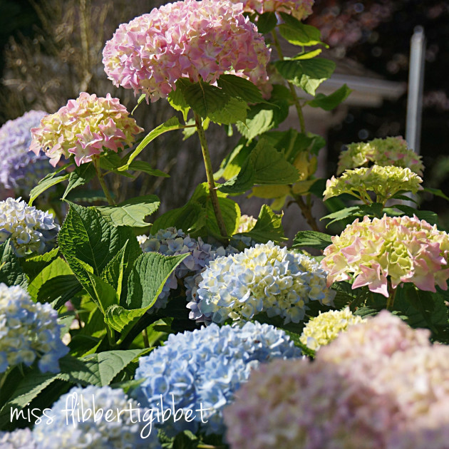 hydrangeas for HT 9