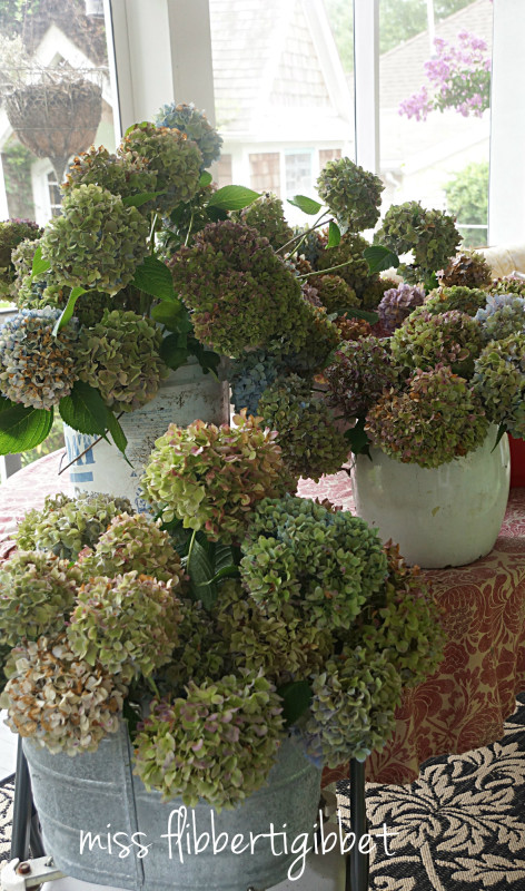 drying hydrangeas 1