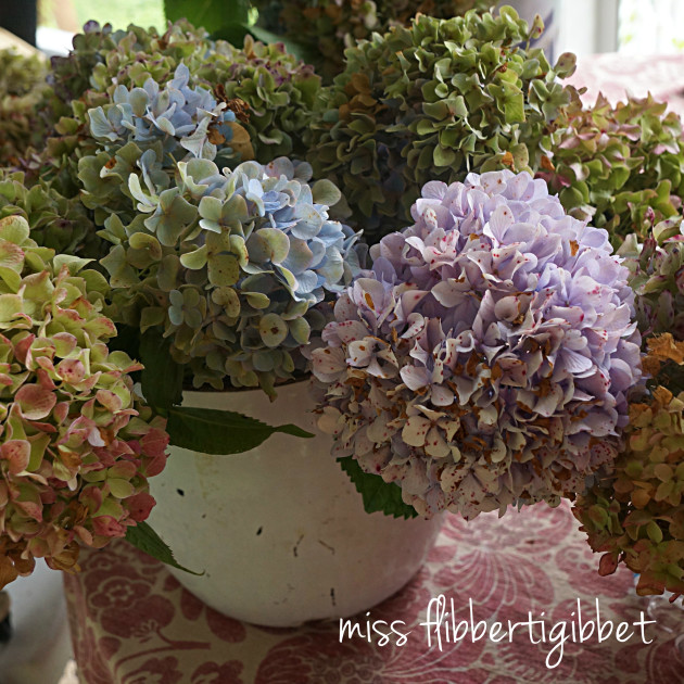 drying hydrangeas 2