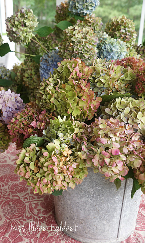 drying hydrangeas 3