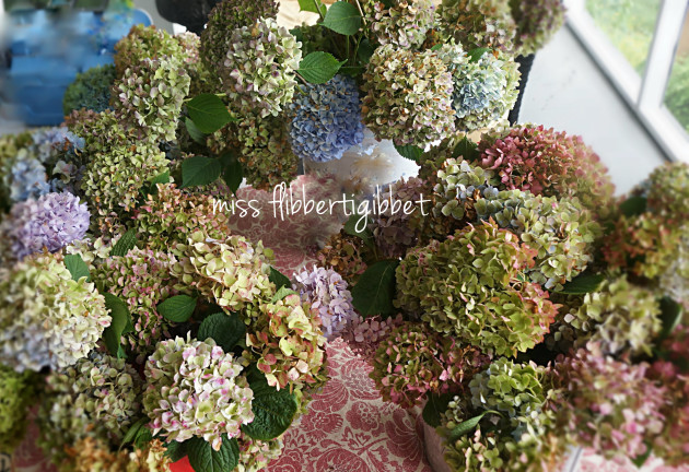 drying hydrangeas 4