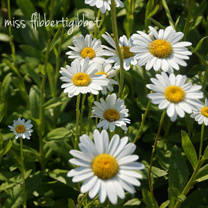 Mid-Summer Gardening