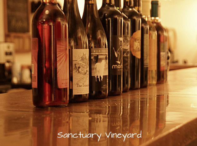 sanctuary-vineyard-4