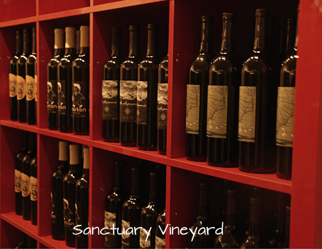 sanctuary-vineyard-6